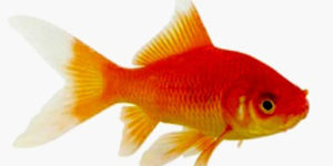 La Fête du poisson rouge @ Entrée du Super U