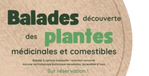 Balade découverte des plantes médicinales et coméstibles